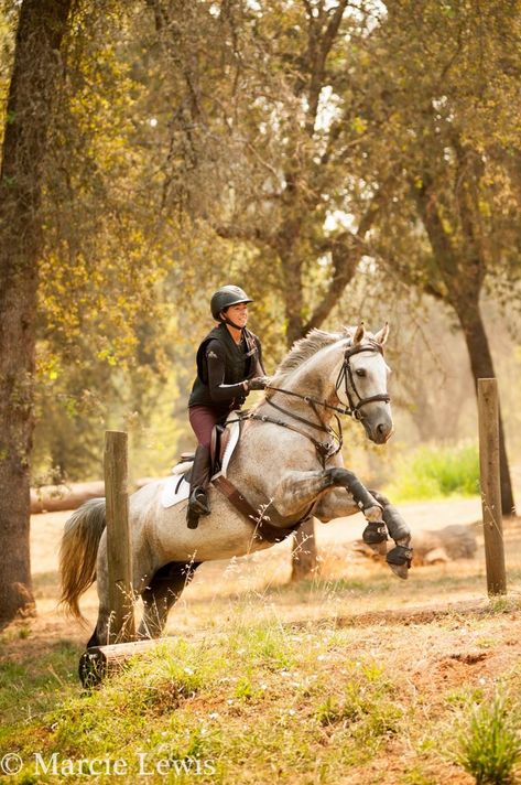 Eventing Cross Country, Show Jumping Horses, Cute Horse Pictures, Equestrian Aesthetic, Eventing Horses, Horse Aesthetic, Sport Horse, Horse Jumping, Horse Equestrian