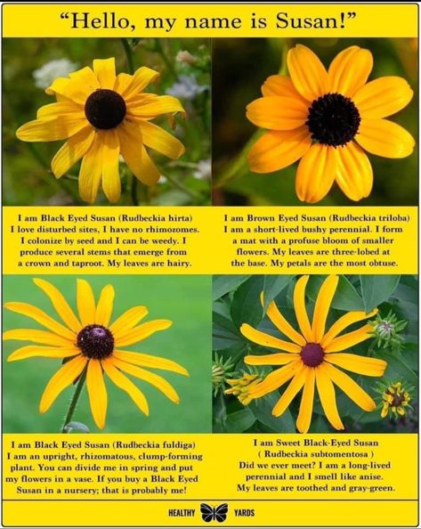 Black Eyed Susan Flower, Outside Flowers, Things To Do Outside, Edible Weeds, Cottage Garden Flowers, Garden Therapy, Garden Landscaping Ideas, Herbs Garden, Heirloom Vegetables