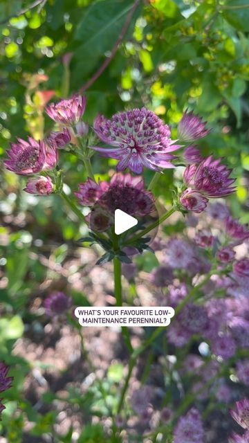 Farmer Gracy on Instagram: "Gardeners learn from each other, share your plant recommendations in the comments. You might inspire someone to try growing something new! 🌱

We love Astrantia (one of many favourites), it grows in sun or shade, not fussy about soil type, it’s fairly drought tolerant, fully winter hardy and long flowering! 

Save 15% on our range of bare root perennials, but hurry! Offer ends at midnight tonight! Use offer code PW15 🏃💚

.
.
.
#astrantia #pinkflowers #favouriteflowers #lowmaintenanceplants #easyperennials #easyplants #easygardening #lowmaintenancegarden #flowergarden #summerplants #plantsforshade #plantsforsun #pinkflowers #cutflowers #easytogrowplants" Farmer Gracy, Easy Perennials, Soil Type, Sun Plants, Low Maintenance Garden, Summer Plants, Easy Plants, Low Maintenance Plants, Garden Stuff