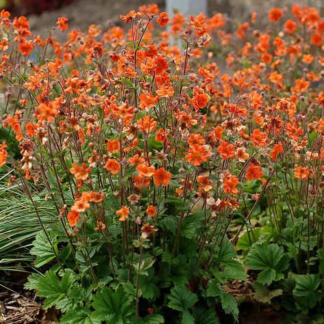 Orange Flowering Perennials, Geum Totally Tangerine, Orange Perennial Flowers, Orange Perennials, Geum Flower, Hot Garden, Orange Garden, Terra Nova, Grey Gardens