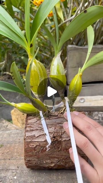 Mini Orquideas, Diy Greenhouse, Ideas Casa, Orchids, On Instagram, Instagram, Patchwork