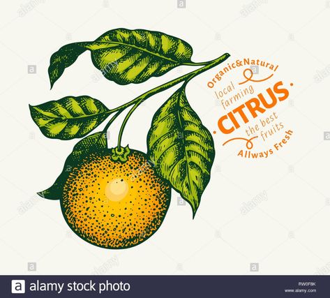 Orange branch illustration. Hand drawn vector tangerine illustration. Engraved style fruit. Retro citrus illustration. Stock Vector Tangerine Illustration, Citrus Illustration, Orange Branch, Branch Illustration, Beer Background, Vegetable Design, Fruit Vector, Diy Projects For Beginners, Retro Vector