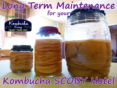 Scoby Hotel, Kombucha Flavors, Kombucha Scoby, How To Brew Kombucha, Kombucha Recipe, Homemade Kombucha, Fermented Tea, Probiotic Drinks, Kombucha Tea