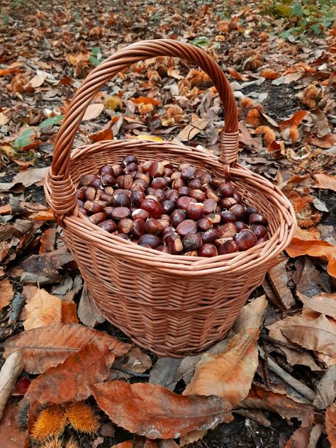 🌰🍂🍄 La brisolée is a deeelicious swiss speciality which consists of roasted chestnuts ! We eat them with cheese, grapes, butter and smoked bacon ! Chestnut Aesthetic, Autumn Moodboard, Chestnuts Roasting, Roasted Chestnuts, Smoked Bacon, Chestnut, Bacon, Grapes, Butter