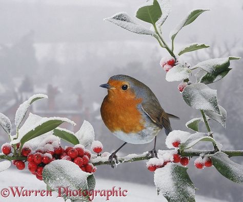 Robin on snowy Holly berries photo Robin Photos, Winters Tafereel, Colourful Birds, Traditional Christmas Cards, Friends Leave, European Robin, Holly Tree, Watercolour Inspiration, Kunst Inspiration