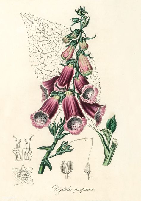 Foxglove (Digitalis purpurea) illustration from Medical Botany (1836) by John Stephenson and James Morss Churchill. | free image by rawpixel.com Botanical Printables, Free Illustration Images, Illustration Botanique, Vintage Drawing, Vintage Botanical Prints, Antique Illustration, Trendy Flowers, Flowers Vintage, Medical Illustration