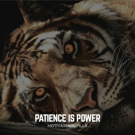 Quote Patience, Patience Is Power, Make Money Taking Surveys, Tiger Roaring, Dark Things, Endangered Wildlife, Online Surveys That Pay, Freedom Quotes, Make Money Today