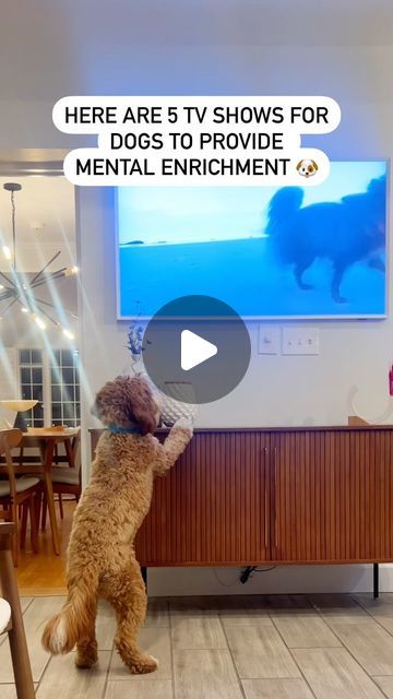 Dog Tv, Dog Entertainment, Doggy Treats, Relaxed Dog, Mom Lifestyle, Dog Enrichment, Dog Happy, Mini Goldendoodle, Lifestyle Tips