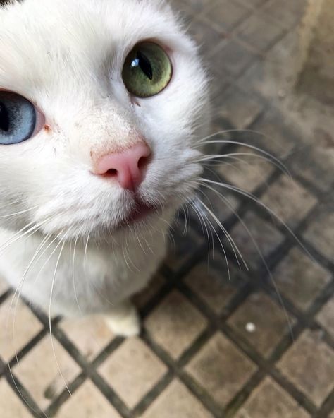 🥴Such things happen- you meet an armenian odd-eyed Vana cat accidentally and she comes to greet you 🐈 🤍👀 * Van cats are relatively large, have a chalky white coat, sometimes with ruddy coloration on the head and hindquarters, and have blue or amber eyes or have heterochromia (one eye of each colour).[1][2][3] The variety has been referred to as "the swimming cat", and has been observed to swim in Lake Van. * #վանակատու #vanacat #differenteyes #differentcolors #whitevanacat #van #iwanttohug... White Cat Brown Eyes, White Cat Heterochromia, Cat With Purple Eyes, Swimming Cats, Turkish Van, Cat Eye Colors, Different Colored Eyes, Amber Eyes, Warrior Cat Oc