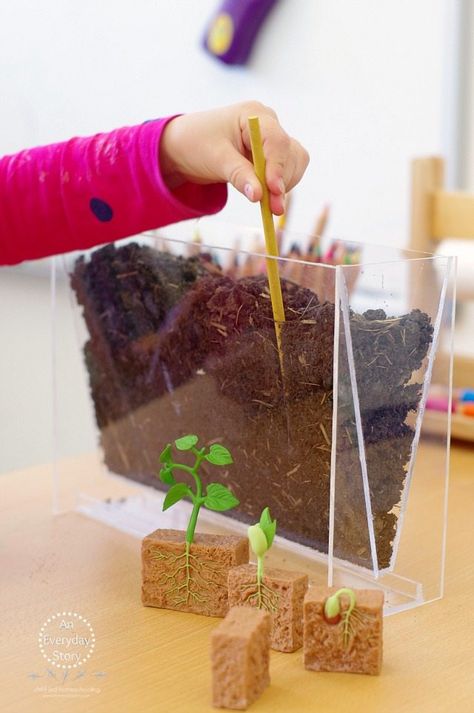 Spring Science Experiments, Plant Experiments, Spring Science, Raised Gardens, Science Experiments For Kids, Plant Activities, Experiments For Kids, Plant Science, Science Ideas