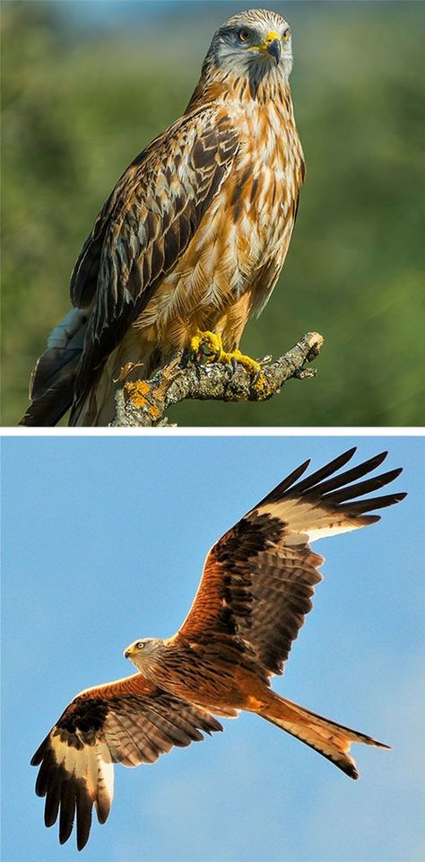 Red Kite Milvus Milvus Red Kite Bird, Kite Bird, Bird Trap, Bird Control, Bird Repellents, Red Kite, Rodent Control, Common Birds, Buzzard