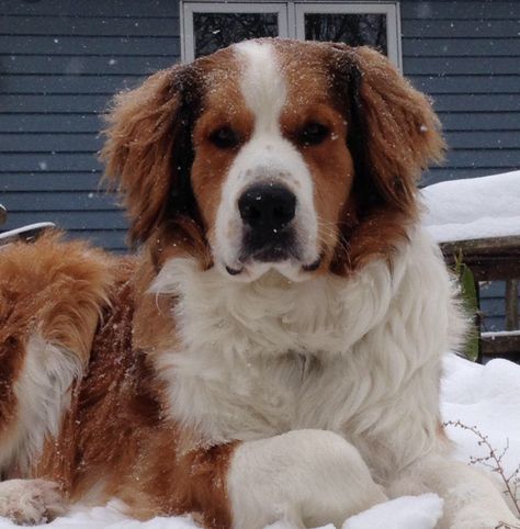 Great Bernese, Bernese Mountain Dog Mix, Burmese Mountain Dogs, Unique Dog Breeds, Rare Dog Breeds, Great Pyrenees Dog, Cutest Puppy, Hybrid Dogs, Bernard Dog