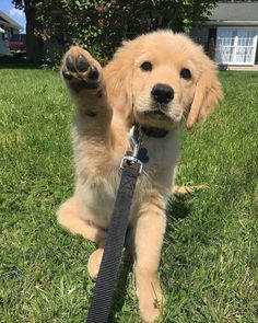 Perros Golden Retriever, Pregnant Dog, Cute Puppy Pictures, Up Dog, Cute Animals Images, Border Collies, Golden Retriever Puppy, Puppies Funny, Retriever Puppy