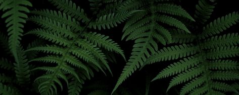 Download wallpaper 2560x1024 fern, bush, green ultrawide monitor hd background Transparent Wallpaper, Fern Bush, Iphone Wallpaper Texture, Fern Wallpaper, Hexagon Wallpaper, Wallpaper Textured, Fern Leaves, Blur Photo, Plant Photography