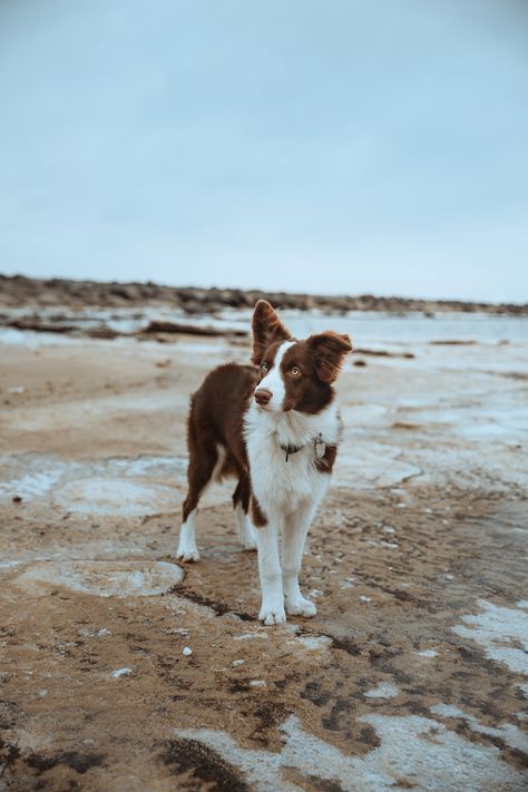 Brown Border Collie Aesthetic, Border Collie Aesthetic, Collie Aesthetic, Healer Witch, Brown Border Collie, Red Border Collie, Brown Border, Dog Heaven, Herding Dogs