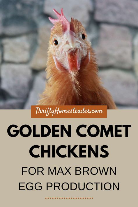 Golden Comet Chicken, Facts About Chickens, Chicken Water Heater, Max Brown, Brown Egg, Passive Solar Heating, Best Chicken Coop, Egg Production, Backyard Flocks