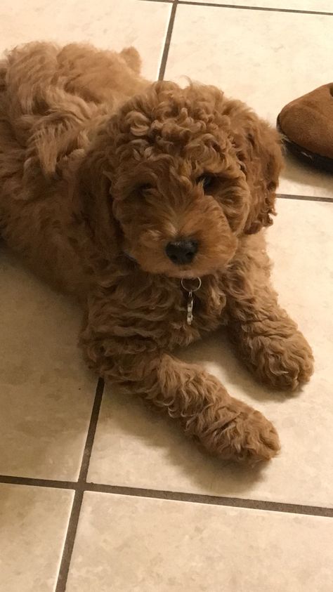 Mini golden doodle pup Mini Labordoodle, Mini Golden Doodle Full Grown, Baby Golden Doodle, Golden Doodle Aesthetic, Mini Doodle Dog, Brown Golden Doodle, Golden Doodle Mini, Mini Goldendoodle Full Grown, Mini Golden Doodle Puppy