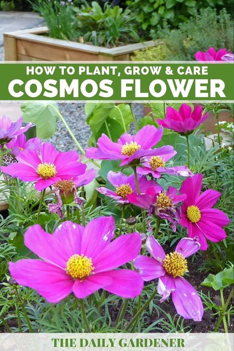 When To Plant Cosmos Seeds, How To Grow Cosmos, Cosmos Flowers Garden, Growing Cosmos, Cosmos Plant, Mexico Spanish, Front Yard Flowers, Yard Flowers, Cottage Backyard