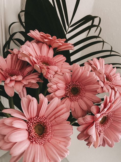 Floral Widget, Gerbera Daisy Aesthetic, Mum Aesthetic, Gerbera Flower, Pink Gerbera, Wallpaper Flowers, Flower Names, Gerbera Daisy, Flower Therapy