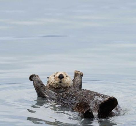 Otters Cute Aesthetic, Otter Wallpapers Desktop, Otter Astethic, Sea Otters Aesthetic, Cute Otter Aesthetic, Sea Otter Aesthetic, Sea Otters Cute, Otters In Water, Otters Aesthetic