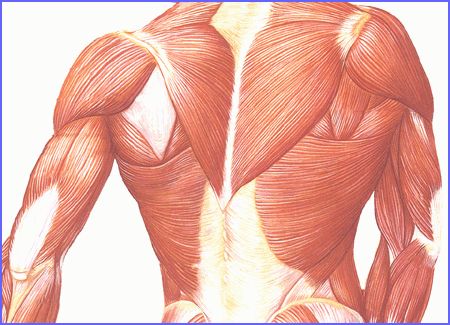 cytoplasm stores nutrients and is underneath the cell membrane just like our muscles are under our skin. Duchenne Muscular Dystrophy, Chronic Fatigue Symptoms, Muscular System, Classical Education, Skeletal Muscle, Anatomy For Artists, Classical Conversations, Muscle Tissue, Anatomy And Physiology