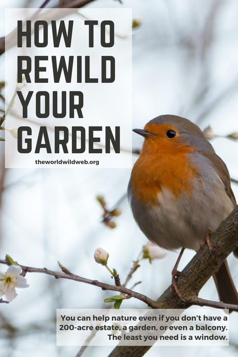 Thinking about rewilding your garden? Here are our top tips when it comes to rewilding and bringing nature back to our UK gardens. #lifescapeproject #rewilding #nature Re Wilding Garden, Rewilding Garden Uk, Wildlife Garden Ideas Uk, Rewilding Nature, Rewilding Garden, Wild Garden Ideas, Nature Garden Ideas, Natural Garden Ideas, Green Anarchy