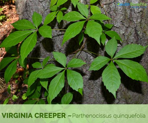 Virginia creeper facts and health benefits Invasive Vines, Virginia Creeper Vine, Georgia Flower, Parthenocissus Quinquefolia, Medicinal Wild Plants, Wine Bottle Planter, Creepers Plants, Virginia Creeper, Poisonous Plants