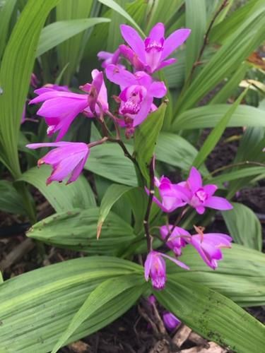 Ground Orchids, Art Restaurant, Growing Orchids, Orchids Garden, Orchid Pot, Organic Soil, Orchid Purple, Master Gardener, Orchid Care