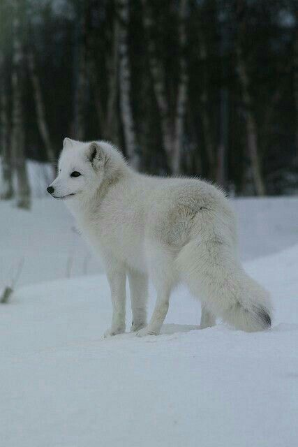 Arctic Foxes, Fox Images, Cut Animals, Fox Pictures, Pet Fox, Nature Park, Winter Animals, Arctic Animals, Arctic Fox