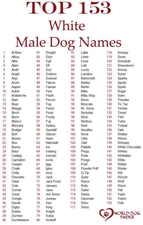 All dog owners know that picking the right name for their dog is challenging. There are so many possible choices, and sometimes, having so many options makes a tough decision. That is why we decided to make this helpful list of possible names for white dogs or puppies. Before you decide on one, here are a few things you should know. Puppy Names Boy Unique, Make Dog Names, Food Dog Names, Girl Puppy Names Unique, Puppy Names Boy, Male Dog Names Unique, Strong Dog Names, White Dog Names, Rare Dog Names