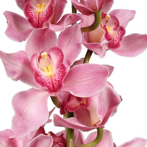 Flower: Cymbidium Variety: Ruby PinkColor: PinkStem Size: 80cmBloom Count: 12+ Blooms Per StemStem Count: 6 Stems Art For Walls, Walls Art, Art Nouveau Art, Cymbidium Orchids, Nouveau Art, Journal Art, Pottery Crafts, Art Deco Engagement, Deco Engagement Ring