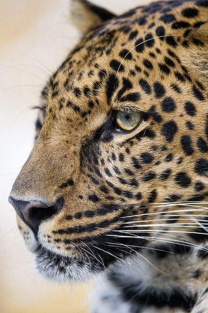 Very close profile of Pädi! | by Tambako the Jaguar Leopard Eyes, Wild Animals Photography, Clouded Leopard, Animal Pics, Cheetahs, Side Profile, Leopards, Zoo Animals, Wild Animals