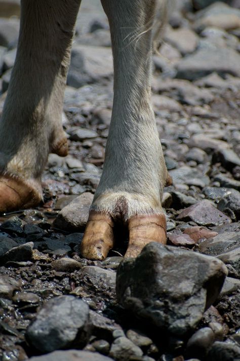 Close up of Cow Leg and Hoof · Free Stock Photo Cow Hoof, Cow Hooves, Fairy Creatures, Animal Behavior, Close Up Photos, Animal Photography, Agriculture, Free Stock Photos, Animal Pictures