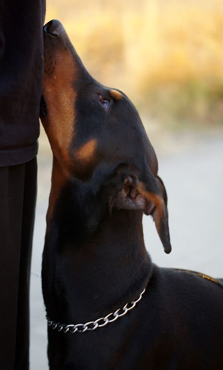 doberman love Doberman Breed, Doberman Love, Doberman Pinscher Dog, Psy I Szczenięta, Doberman Dogs, Animale Rare, Dog Obedience, Guard Dogs, Doberman Pinscher