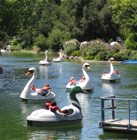 Swan and duck paddle boats. Swan Paddle Boat, Swan Boat Aesthetic, Pedal Boat Aesthetic, Paddle Boat Aesthetic, Paddle Boat Ideas, Swan Boat, Swan Boats, Paddle Boats, Duck Boats