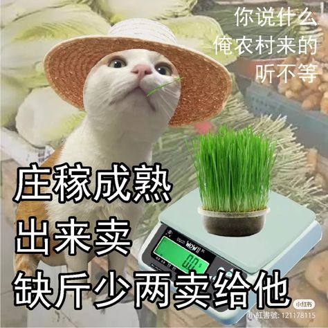 Chinese Meme, Chinese Cat, Chinese Picture, Mandarin Chinese Learning, Japanese Cat, Funny Cartoon Gifs, Cat Drinking, Super Cute Animals, Drink Milk