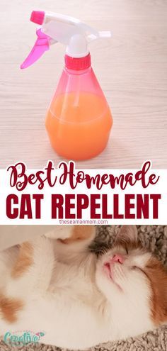 Natural Cat Repellent Indoor, Natural Cat Repellent Yards, Cat Yard Deterrent, Essential Oil Cat Repellent, Cat Repellant Indoor, Cat Repellant For Furniture, Homemade Cat Repellent, How To Stop A Cat From Spraying, Diy Cat Deterrent Spray For Furniture