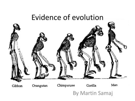 Evidence of evolution. By Martin Samaj. Evolution. the word evolution has several meanings all of which involve gradual development of things definition: Evolution is the cumulative change in the heritable characteristics of a population Evidence Of Evolution, African Origins, Human Evolution, New Scientist, Great Ape, Big Reveal, Charles Darwin, Scientific Illustration, Science Education