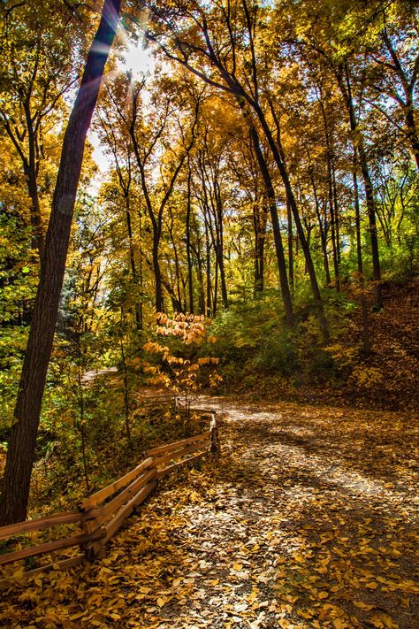 Nichols Arboretum Michigan, Ann Arbor Aesthetic, Romanticizing College, Real References, Fall In Michigan, Michigan Fall, Michigan Cottage, Town Planning, Michigan Photography