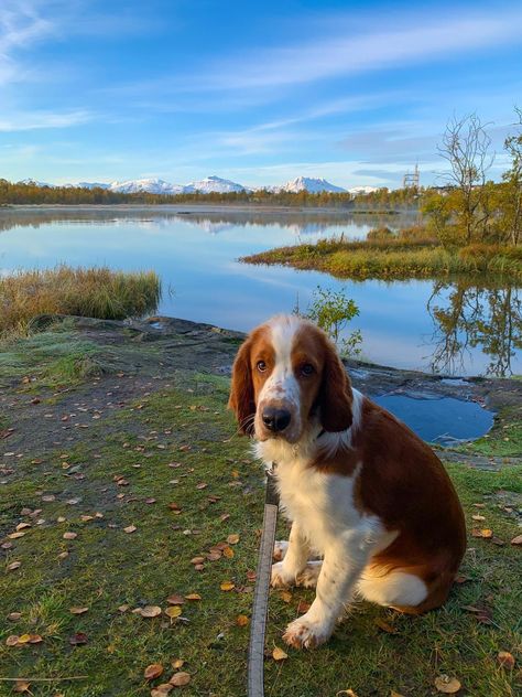 Tromsø Norway, Welsh Springer Spaniel, English Springer, Autumn Morning, English Springer Spaniel, Beautiful Autumn, Spaniel Dog, Springer Spaniel, Dog Boarding