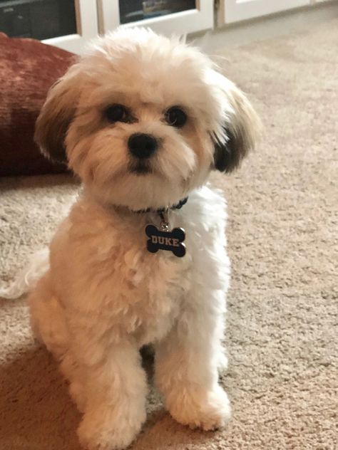 Shichon Haircut, Shichon Grooming Styles, Shihpoo Grooming Styles, Malshi Haircuts, Shih Poo Haircuts, Maddie Joy, Shitzu Haircuts, Malshi Puppies, Shihpoo Puppies