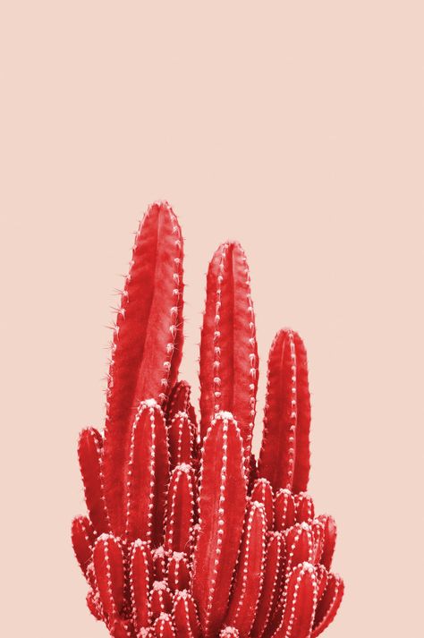 Red cactus on pink background Premium Photo Cactus Photo, Red Cactus, Cactus House Plants, نباتات منزلية, Cactus Plant, Cactus Art, Red Wallpaper, Cactus And Succulents, Botanical Wall Art