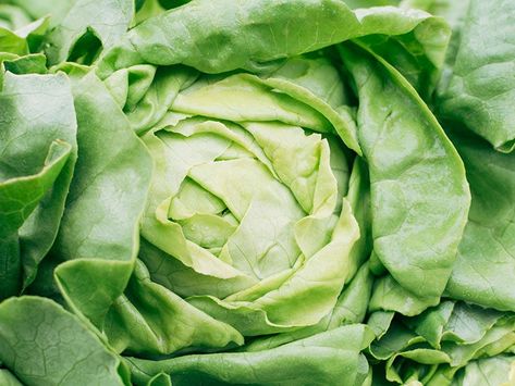 Wild lettuce for pain: Benefits and more Food For Acne, Types Of Lettuce, Wild Lettuce, Biennial Plants, Head Of Lettuce, Natural Acne, Wellness Trends, Animal Study, Central Nervous System