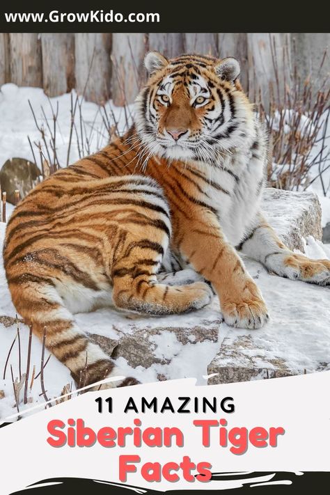 11 Interesting & fun facts about Siberian Tiger that will surely be going to surprise you. Siberian Tigers Fact- 3 is the most amazing one. Tiger Facts For Kids, Interesting Fun Facts, Tiger Habitat, Tiger Facts, Sabertooth Tiger, Tiger Photography, Siberian Tiger, Facts For Kids, Fact Sheet