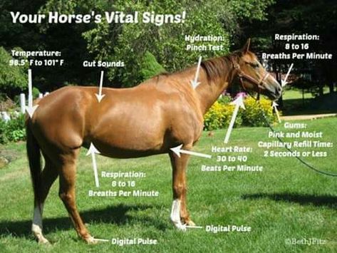 Horse Vital Signs, Horse Beginner, Equine Studies, Cowgirl Core, Horse Sayings, Equestrian Jumping, Equine Massage, Equine Veterinary, Horse Ownership