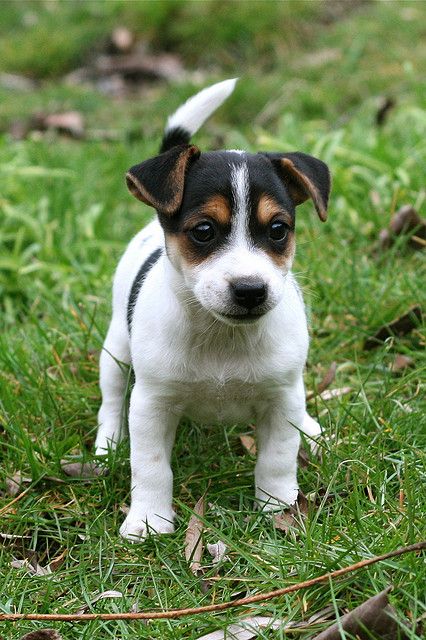 Jack Russel Terrier... Usually don't like them but he's cute! Chien Jack Russel, Jack Terrier, Jack Russell Terrier Puppies, Jack Russell Puppies, Russel Terrier, Jack Russell Dogs, Jack Russells, Jack Russel, Terrier Puppies