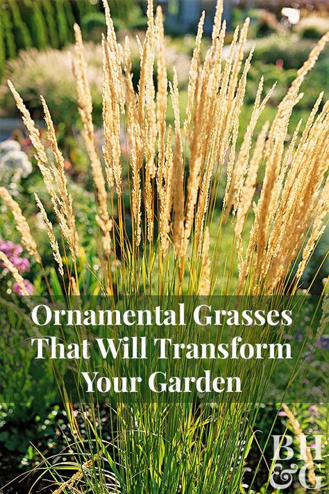 Long Grasses Landscaping, Horse Tail Reed Landscaping, Diy Low Maintenance Landscaping, Japanese Silver Grass Landscaping, Ornamental Grasses Foundation Planting, Ornamental Grass Border Ideas, Ravenna Grass Landscaping, Grasses Around Deck, Zone 7 Ornamental Grasses