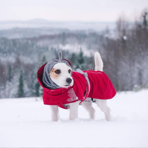 Short Dog, Dog Winter, Dog Winter Coat, Terrier Breeds, Winter Photoshoot, Dog Coat, Dog Jacket, Winter Dog, Dog Sweaters