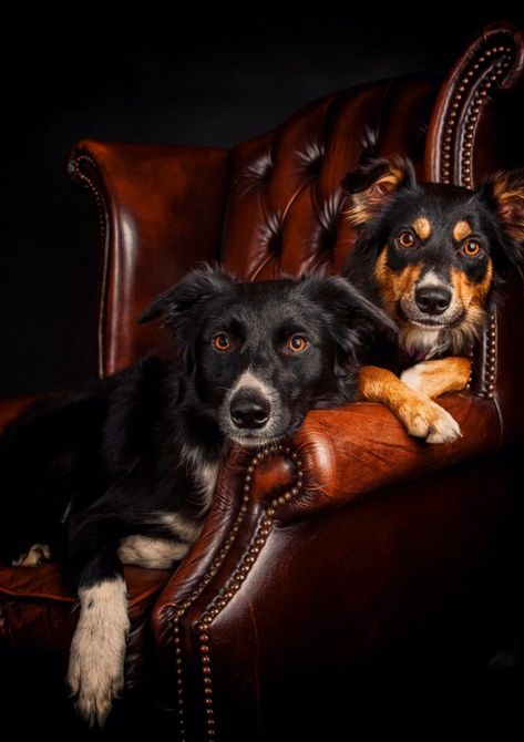 Dog Photography Ideas With Owner, Dog Photography Indoor, Dog Photography Ideas, Mommy Photography, Dog Photoshoot Pet Photography, Dog Portrait Photography, Dog Shots, Dog Photoshoot, Animal Study