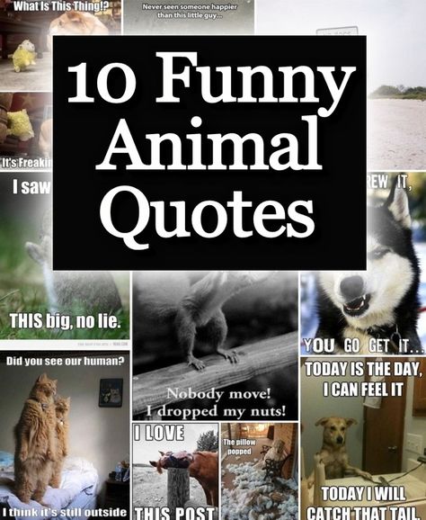 Everybody loves when a funny animal image! We have gathered the 10 funniest animal quote images we could find. Saw Quotes, Funny Cute Memes, Funny Animal Images, Animal Captions, Quote Images, Funny Animal Quotes, 10 Funniest, Animals Dogs, Puppies Funny